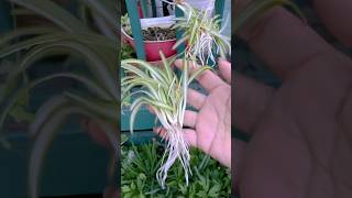 So pretty spider plants #flordilinagregoire #growwithflor #spiderplants #airpurifier
