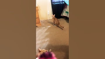 Cat catches catnip bubbles🫧