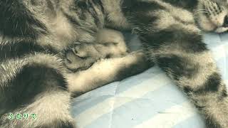 笑って、笑って、笑って【KAITO】【ねこの毛づくろい】【アオハルソング】【優雅みっくす】
