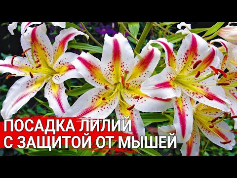 Посадка лилий с защитой от мышей