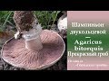 Шампиньон двукольцевой -  хороший вкусный гриб.