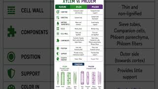 Difference between xylem and phloem 🤩 #biologyclass10 #lifeprocess #biologyclass9th