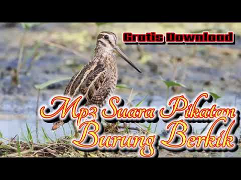 Mp3 Suara Pikatan Burung Berkik ll Burung Sawah Yang Ampuh dan Jitu untuk pikatan Burung Sawah