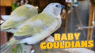 My Aviaries Today 28th July 2019  Baby Gouldians, Budgies and more