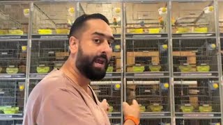 Download Lagu Lovebirds Dun fallow MP3 Download Lagu Lovebirds Dun fallow MP3