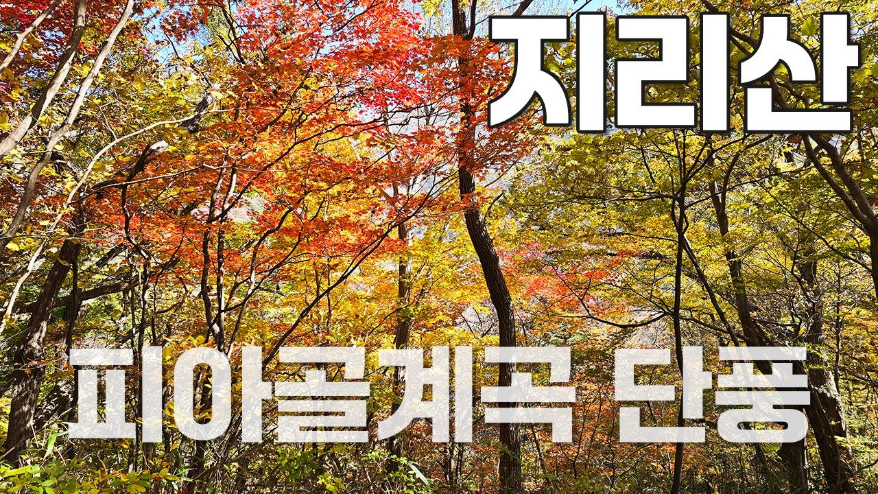 [지리 10경] 지리산 피아골계곡 단풍🍁 보러갑니다❣️