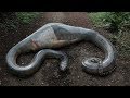 आखिर एक सांप के पेट में ये आदमी गया कैसे | This Man Woke Up Inside The Snake