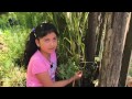 DICCIONARIO DE PLANTAS MEDICINALES MAPUCHE