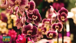 BEST OF HAWAII 2023 | Watanabe Floral Hawaii Minute Island Flowers