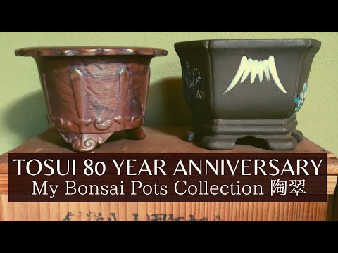 Tosui 80 Year Anniversary Pots : My Bonsai Pots Collection