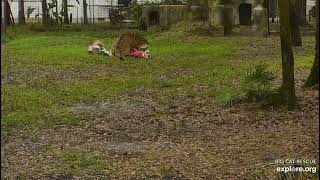 Welcome home, Dutchess! Dutchess tiger at Big Cat Rescue.