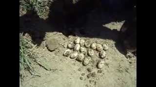 digging turtle eggs 2
