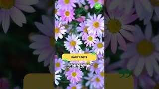Daisy Facts