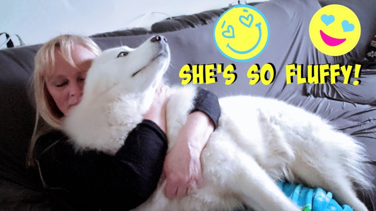 Husky Is The Best Blanket YouTube