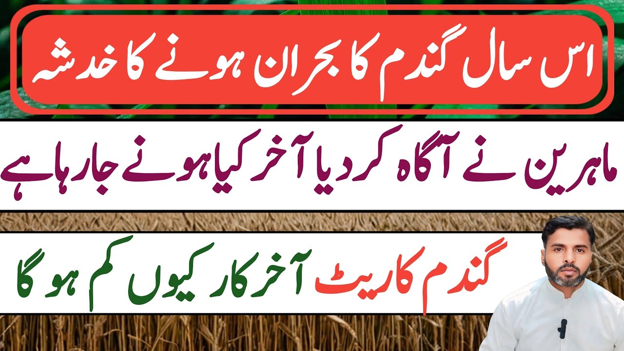 Wheat Crisis Hits HARD in 2025? || Farming Expert 786