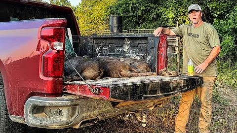 Wild hog action and hunt club pig scouting (32 tot...