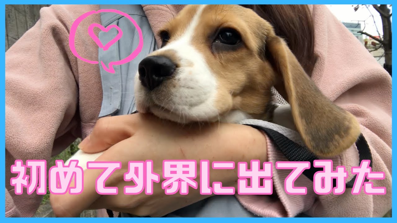 初めての抱っこ散歩に出かける子犬【ビーグル🐶セブ】 YouTube
