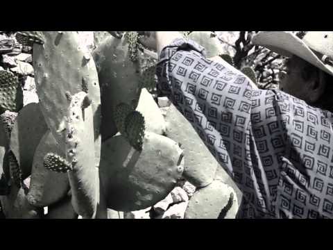 Mi Viejo Roble-