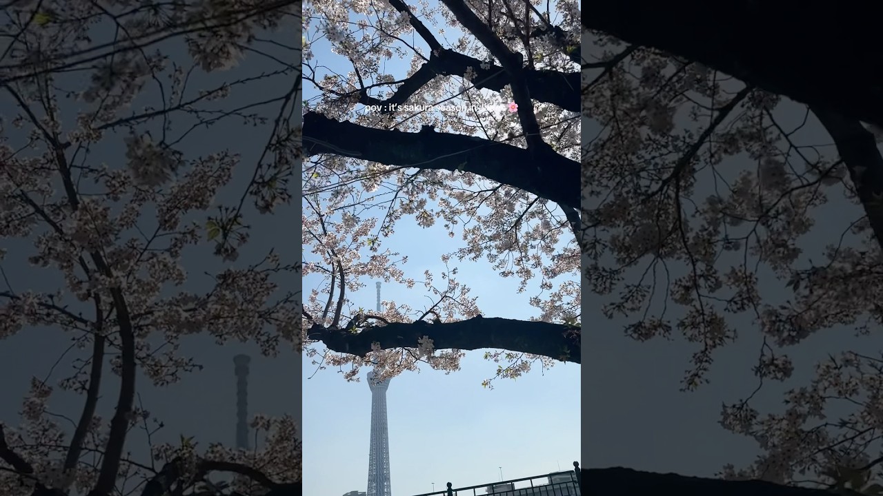 Spring in Japan 🇯🇵🌸 