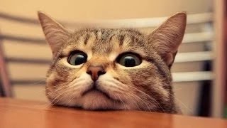 Videos Graciosos - Videos de Risa de Gatos Curiosos y Chistosos by Tengo Videos De Risa 3,324,044 views 9 years ago 3 minutes, 50 seconds