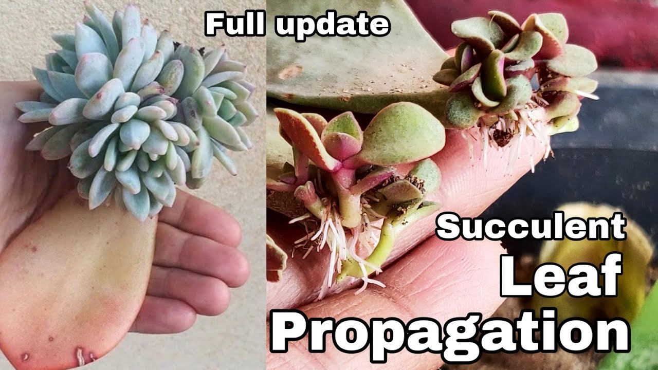 How to propagate Succulent from leaves, How to propagate Succulent ...