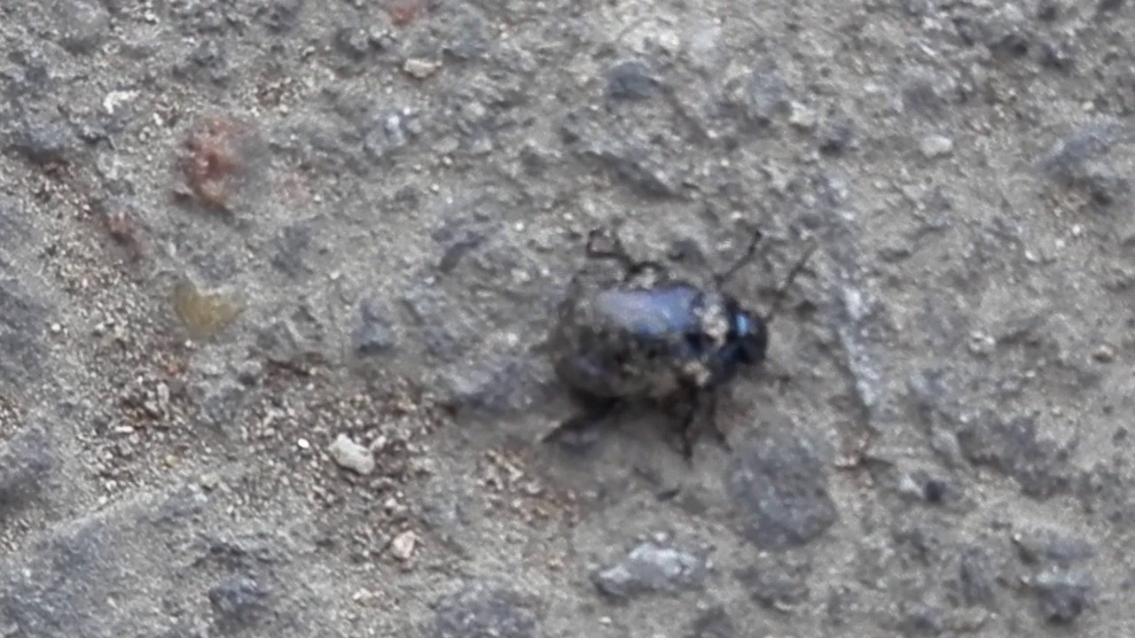 死んだふりをする虫 面白い虫の世界 理科 動物 生き物 虫 死んだふり 不思議 Youtube 死んだふりをする虫 面白い虫の世界 理科 動物 生き物 虫 死んだふり 不思議 Youtube