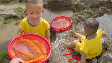 Em ổi dùng tay không bắt những con cá chép vàng ở cánh đồng thật thú vị
