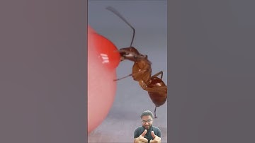 Ant Drinking Red Nectar From Finger
