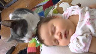 cat grooms human baby