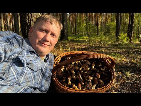 ВОТ ТЕПЕРЬ ОХОТА УДАЛАСЬ ! СМОРЧКИ КРАСАВЦЫ В ИЗУМРУДНОМ ЛЕСУ ! Грибы 2024 !