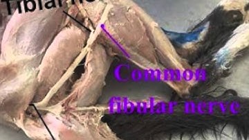 Anatomy Cat Dissection Video