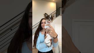 I’m obsessed 😭😭 #dogmom #chihuahuapuppy