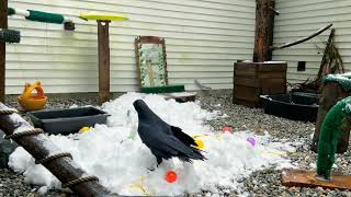 Onyx's Snow Enrichment (Common Raven) by AlaskaRaptorCenter 1,350 views 3 months ago 2 minutes, 19 seconds