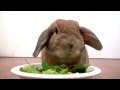 先生、このうさぎはロボットですか? (うさぎのチャップ) Is this rabbit robot?