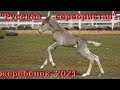 Проект "Русская серебристая" лошадь. Новорожденный жеребенок 2021.