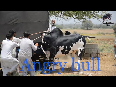 Angry Bull Unloading At Dera Molvi Safdar Mirwaal || Dand Khatra Gangawaliya || Eid ul Azha Fun