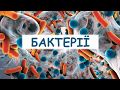 Бактерії. Будова та процеси життєдіяльності бактерій