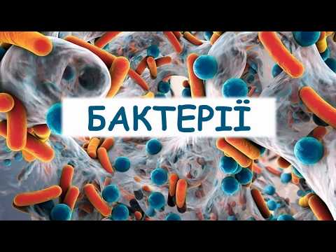 Бактерії. Будова та процеси життєдіяльності бактерій