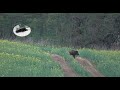 Wild boar hunting in April - spring in the area