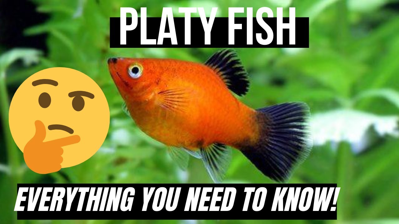 watch-this-first-before-you-buy-platy-how-to-care-for-platy-8-facts