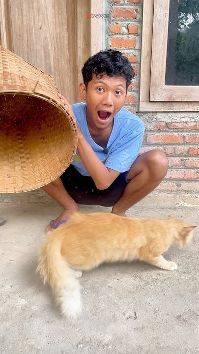 SULAP KUCING DAN AYAM AJAIB πΌπ #shorts #sulap #ajaib #kucing #ayam