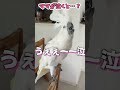 ママを心配していたオウム、途中から様子がおかしい…笑 #shorts