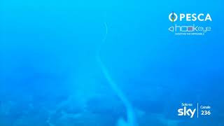 Big Dentex with Hook-eye Sportfishing Camera