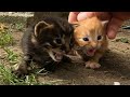 Rescuing the 10 days old crying abandoned kittens  adopted by a great foster cat mommy