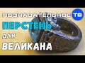 Перстень для великана в Эрмитаже (Познавательное ТВ, Артём Войтенков)