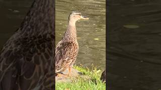 The Parent Duck, still very much caring for their Grown Ducklings.  🐥