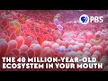 The 40 Million-Year-Old Ecosystem In Your Mouth