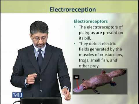 Electroreception Animal Physiology and Behavior (Theory) ZOO502T