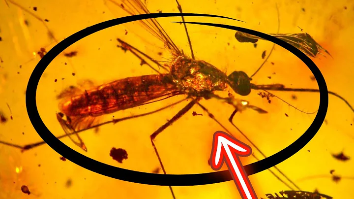 Ancient Prophecy in A Mosquito! | Matthew Miller J...
