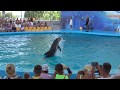 Скадовский дельфинарий